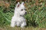 WESTIE 138